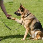 Dog-Training-Brandon